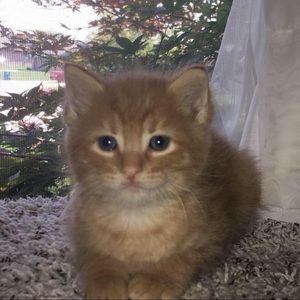 Meet your Posher, Anna